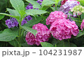 雨降りのアジサイ 104231987