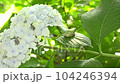 Image of the rainy season Hydrangea and tree frog 104246394