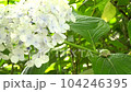 Image of the rainy season Hydrangea and tree frog 104246395