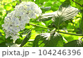 Image of the rainy season Hydrangea and tree frog 104246396