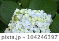 Image of the rainy season Hydrangea and tree frog 104246397