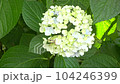 Image of the rainy season Hydrangea and tree frog 104246399