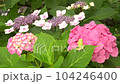 Image of the rainy season Hydrangea and tree frog 104246400