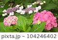 Image of the rainy season Hydrangea and tree frog 104246402