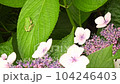 Image of the rainy season Hydrangea and tree frog 104246403