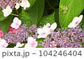 Image of the rainy season Hydrangea and tree frog 104246404