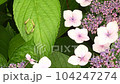 Image of the rainy season Hydrangea and tree frog 104247274