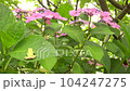 Image of the rainy season Hydrangea and tree frog 104247275
