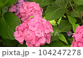 Image of the rainy season Hydrangea and tree frog 104247278