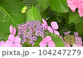 Image of the rainy season Hydrangea and tree frog 104247279