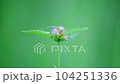 flower in the green background 104251336