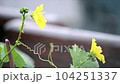 yellow flower leaves on a raining background 104251337