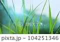 Green wild grass isolated on blue sky background 104251346