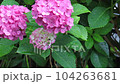 雨降りのピンクのアジサイ 104263681