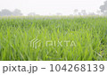 Greenfield of young wheat, Young green wheat swaying gently in the wind. Amazingly beautiful endless fields of green grass go far to the horizon. 104268139