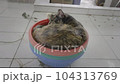 一隻生鏽的貓在籃子裡打盹[馬來西亞] 104313769