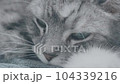 sleepy cat 104339216