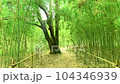  竹林 104346939