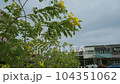 修復黃色番瀉葉花在風中搖曳的鏡頭 [馬來西亞] 104351062