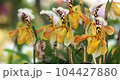 Paphiopedilum orchid or Lady's Slipper orchid flower bloom in spring decoration the beauty of nature 4K 104427880