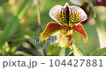 Paphiopedilum orchid or Lady's Slipper orchid flower bloom in spring decoration the beauty of nature 4K 104427881