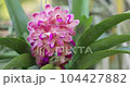 Rhynchostylis orchid flower bloom in spring decoration the beauty of nature, A rare wild orchid decorated in tropical garden. 4K 104427882