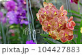 Vanda orchid flower bloom in spring decoration the beauty of nature, A rare wild orchid decorated in tropical garden. 4K 104427883