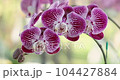 Phalaenopsis orchid flower bloom in spring decoration the beauty of nature, A rare wild orchid decorated in tropical garden. 4K 104427884