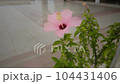 馬來西亞粉紅清真寺花園裡的芙蓉[修復鏡頭] 104431406