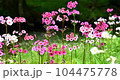 中禅寺湖クリン草 104475778