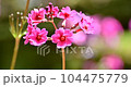 中禅寺湖クリン草 104475779