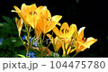 ユリの花 104475780