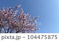 Slow playback of falling cherry blossom petals 104475875