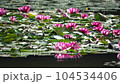 Grebes preparing to nest by pairing around a water lily flower 104534406