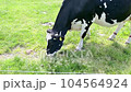 Ranch cow livestock dairy cow Hokkaido 104564924