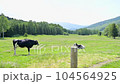 Ranch cow livestock dairy cow Hokkaido 104564925