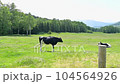 Ranch cow livestock dairy cow Hokkaido 104564926
