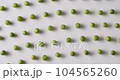 Fresh green peas placed side by side rotate on a white platform. Raw green peas in motion on isolated white background rotating with same motion. 104565260