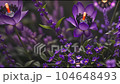 ファンタジーフラワーと次元超越（藤の花編） 104648493