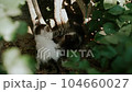 Small stray homeless abandoned white and gray kitten cat playing together in the city park. Lost hungry and forgotten kitten surrounded by green bushes, SPCA rescue. 104660027
