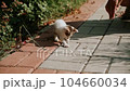 Small stray homeless abandoned white and gray kitten cat playing together in the city park. Lost hungry and forgotten kitten surrounded by green bushes, SPCA rescue. 104660034