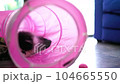 Cute cat playing tunnel toy for funny time 104665550