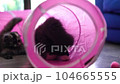 Persian cats or cute cat playing tunnel toy for funny time 104665555