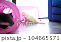 Persian cats or cute cat playing tunnel toy for funny time 104665571