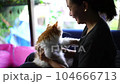 Woman playing with cute cat at home.  love and happy time 104666713