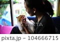 Woman playing with cute cat at home.  love and happy time 104666715