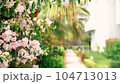 Close up Pink Bougainvillea and palm tree in a full bloom in the city street. Bloom in the city. Garden concept. Tropical flower blooming on background blurry 104713013