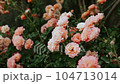 Close up peach roses in a full bloom in the garden. Dark green leaves. Garden concept. Rose flower blooming on background blurry roses flower. 104713014