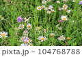 Flowering in alpine meadows mountain flowers 104768788