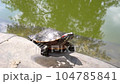 A contented red-eared turtle basks in the sun among the stones close-up. High quality video footage 104785841